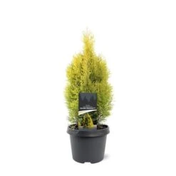 Thuja Occidentalis Golden Smaragd - Totale Hoogte 90-110 Cm - Pot 3 Ltr -Planten Winkel 1947431010