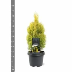 Thuja Occidentalis Golden Smaragd - Totale Hoogte 90-110 Cm - Pot 3 Ltr -Planten Winkel 1947431013