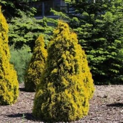 Thuja Occidentalis Golden Smaragd - Totale Hoogte 90-110 Cm - Pot 3 Ltr -Planten Winkel 1947431016