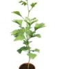 Ginkgo Biloba - Pot Ø 19 Cm -Planten Winkel 1947438867