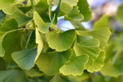 Ginkgo Biloba - Pot Ø 19 Cm -Planten Winkel 1947438870