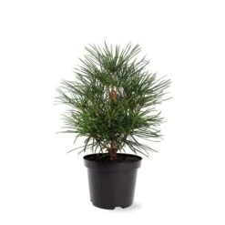 Sciadopitys Verticilata - Totale Hoogte 40-60 Cm - Pot 3 Ltr