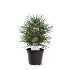 Sciadopitys Verticilata - Totale Hoogte 40-60 Cm - Pot 3 Ltr -Planten Winkel 1949311065