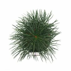 Sciadopitys Verticilata - Totale Hoogte 40-60 Cm - Pot 3 Ltr -Planten Winkel 1949311071
