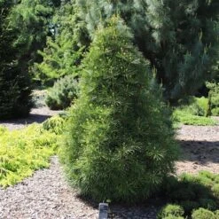 Sciadopitys Verticilata - Totale Hoogte 40-60 Cm - Pot 3 Ltr -Planten Winkel 1949311074