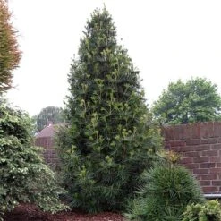 Sciadopitys Verticilata - Totale Hoogte 40-60 Cm - Pot 3 Ltr -Planten Winkel 1949311077