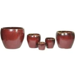 Glorious Belly - Oxblood - D60H50 Cm [pallet] -Planten Winkel 1950113811