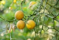 Poncirus Trifoliata - Totale Hoogte 70-90 Cm - Pot Ø 22 Cm -Planten Winkel 1950444057