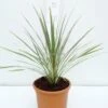 Cordyline Australis Torbay Dazzler Totale Hoogte 60-80 Cm 1 Cordyline Australis Torbay Dazzler Totale Hoogte 60-80 Cm -Planten Winkel 1951311855