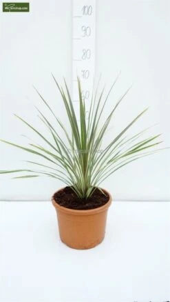 Cordyline Australis Torbay Dazzler Totale Hoogte 60-80 Cm