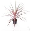 Cordyline Australis Paso Doble - Pot Ø 19 Cm -Planten Winkel 1951491387