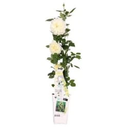 Rosa Crazy In Love Climbers Vanilla 2 Ltr