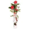 Rosa Crazy In Love Climbers Rood 2 Ltr -Planten Winkel 1951495491