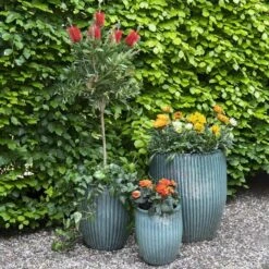 Portly Tall Egg Rib - Moss Green - D50H60 Cm [pallet] -Planten Winkel 1954466487