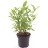 Shibataea Kumasaca - Totale Hoogte 40-60 Cm - Pot Ø 19 Cm 1 Shibataea Kumasaca - Totale Hoogte 40-60 Cm - Pot Ø 19 Cm -Planten Winkel 1954990518
