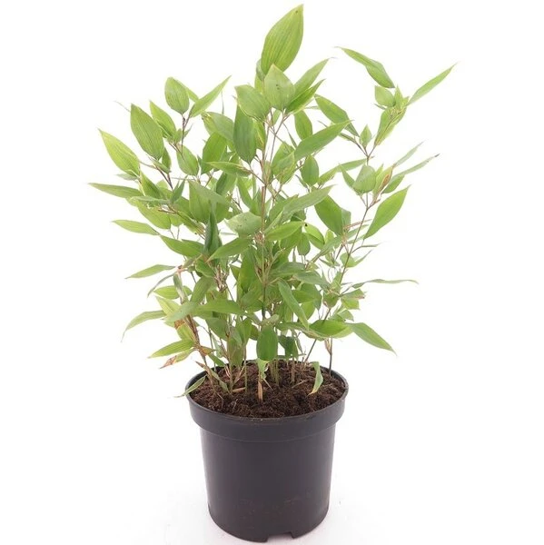 Shibataea Kumasaca - Totale Hoogte 40-60 Cm - Pot Ø 19 Cm 3 Shibataea Kumasaca - Totale Hoogte 40-60 Cm - Pot Ø 19 Cm