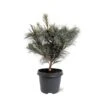 Pinus Pumila Glauca - Totale Hoogte 50-60 Cm - Pot 5 Ltr -Planten Winkel 1954990977