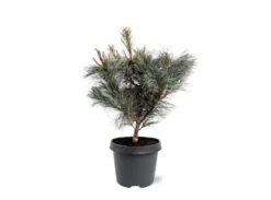 Pinus Pumila Glauca - Totale Hoogte 50-60 Cm - Pot 5 Ltr