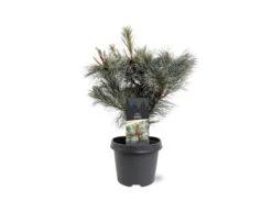 Pinus Pumila Glauca - Totale Hoogte 50-60 Cm - Pot 5 Ltr -Planten Winkel 1954990980
