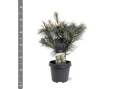 Pinus Pumila Glauca - Totale Hoogte 50-60 Cm - Pot 5 Ltr -Planten Winkel 1954990983