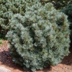 Pinus Pumila Glauca - Totale Hoogte 50-60 Cm - Pot 5 Ltr -Planten Winkel 1954990986