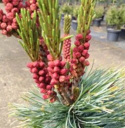 Pinus Pumila Glauca - Totale Hoogte 50-60 Cm - Pot 5 Ltr -Planten Winkel 1954990989