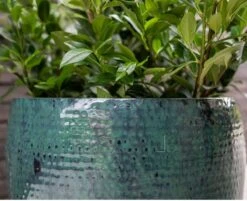 Thom - Ocean - D72H56 Cm [pallet] -Planten Winkel 1956198738