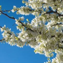 Cercis Canadensis Vanilla Twist - Totale Hoogte 200+ Cm - Pot Ø 40 Cm [pallet]