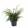 Juniperus Chinensis Blue Alps - Totale Hoogte 80-90 Cm - Pot 5 Ltr -Planten Winkel 1959298650