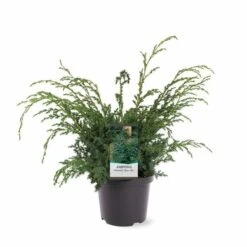 Juniperus Chinensis Blue Alps - Totale Hoogte 80-90 Cm - Pot 5 Ltr -Planten Winkel 1959298653