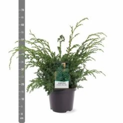 Juniperus Chinensis Blue Alps - Totale Hoogte 80-90 Cm - Pot 5 Ltr -Planten Winkel 1959298656