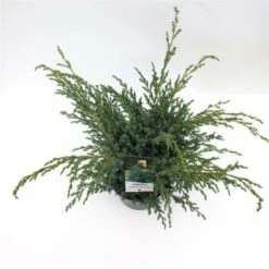 Juniperus Chinensis Blue Alps - Totale Hoogte 80-90 Cm - Pot 5 Ltr -Planten Winkel 1959298659