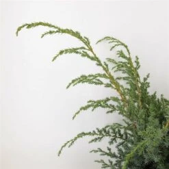 Juniperus Chinensis Blue Alps - Totale Hoogte 80-90 Cm - Pot 5 Ltr -Planten Winkel 1959298662