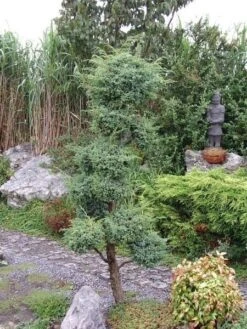 Juniperus Chinensis Blue Alps - Totale Hoogte 80-90 Cm - Pot 5 Ltr -Planten Winkel 1959298665