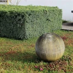 Juniperus Chinensis Blue Alps - Totale Hoogte 80-90 Cm - Pot 5 Ltr -Planten Winkel 1959298668