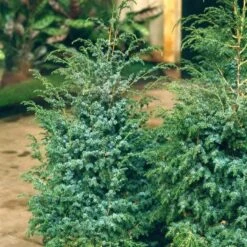 Juniperus Chinensis Blue Alps - Totale Hoogte 80-90 Cm - Pot 5 Ltr -Planten Winkel 1959298674