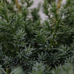 Juniperus Chinensis Blue Alps - Totale Hoogte 80-90 Cm - Pot 5 Ltr -Planten Winkel 1959298677