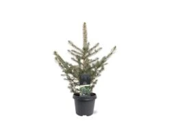 Picea Pungens Glauca - Totale Hoogte 60-80 Cm - Pot 5 Ltr -Planten Winkel 1959298884