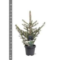 Picea Pungens Glauca - Totale Hoogte 60-80 Cm - Pot 5 Ltr -Planten Winkel 1959298890