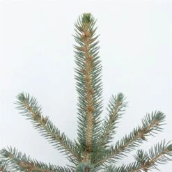 Picea Pungens Glauca - Totale Hoogte 60-80 Cm - Pot 5 Ltr -Planten Winkel 1959298893