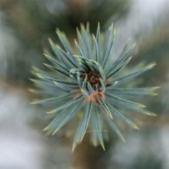 Picea Pungens Glauca - Totale Hoogte 60-80 Cm - Pot 5 Ltr -Planten Winkel 1959298896