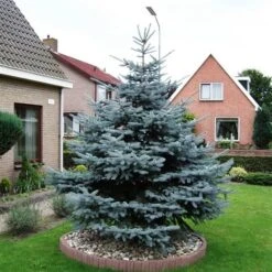 Picea Pungens Glauca - Totale Hoogte 60-80 Cm - Pot 5 Ltr -Planten Winkel 1959298899