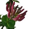 Lonicera Heckrottii - Totale Hoogte 160+ Cm - Pot Ø 20 Cm -Planten Winkel 1960114275