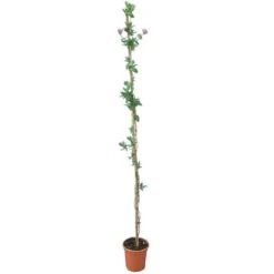 Lonicera Heckrottii - Totale Hoogte 160+ Cm - Pot Ø 20 Cm -Planten Winkel 1960114278