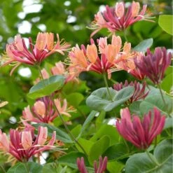 Lonicera Heckrottii - Totale Hoogte 160+ Cm - Pot Ø 20 Cm -Planten Winkel 1960114281