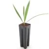 Trachycarpus Takil - Pot 7 X 7 Cm 2 Trachycarpus Takil - Pot 7 X 7 Cm -Planten Winkel 1961835024