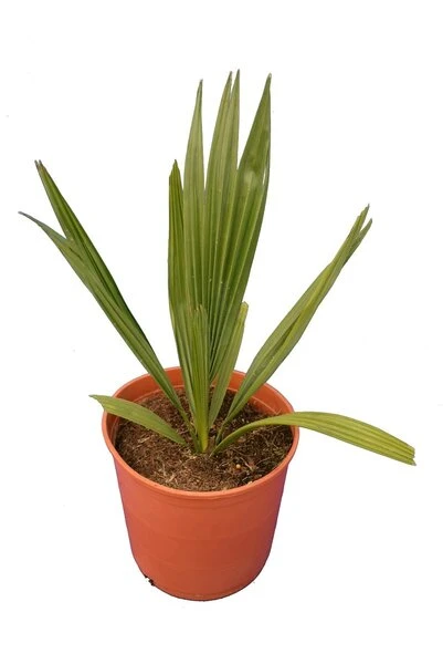 Sabal Minor - Totale Hoogte 50-60 Cm - Pot Ø 22 Cm 3 Sabal Minor - Totale Hoogte 50-60 Cm - Pot Ø 22 Cm