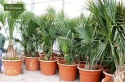 Sabal Minor - Totale Hoogte 50-60 Cm - Pot Ø 22 Cm 5 Sabal Minor - Totale Hoogte 50-60 Cm - Pot Ø 22 Cm -Planten Winkel 1963164849