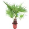 Washingtonia Robusta Multitrunk - Totale Hoogte 140+ Cm - Pot Ø 35 Cm -Planten Winkel 1963166742