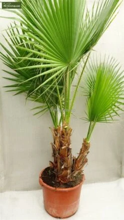 Washingtonia Robusta Multitrunk - Totale Hoogte 140+ Cm - Pot Ø 35 Cm -Planten Winkel 1963166745